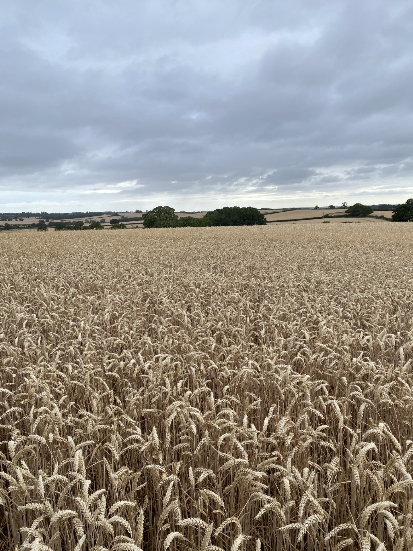28. Some fields in England | Me in place